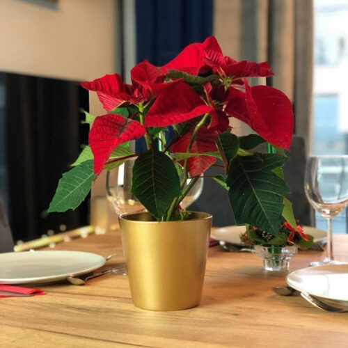 Vas din ceramica auriu pentru orhideei si plante decorative