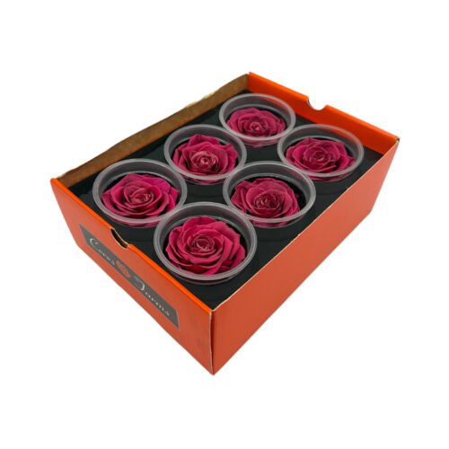 Cutie 6 Trandafiri Criogenati Ceres Farm, 7 cm Fucsia Rosu