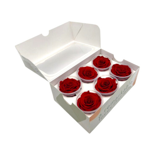 Cutie 6 Trandafiri Criogenati Classic Hoja Verde 6,5 cm