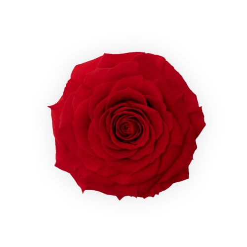 Alternative view of Trandafir criogenat rosu 10 cm in cutie individuala