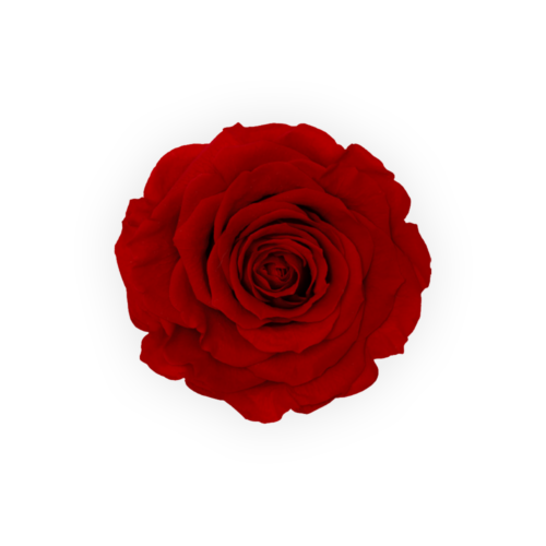 Alternative view of Trandafir criogenat rosu 8 cm in cutie individuala