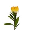 Flre Artificiala Protea 80 cmoa