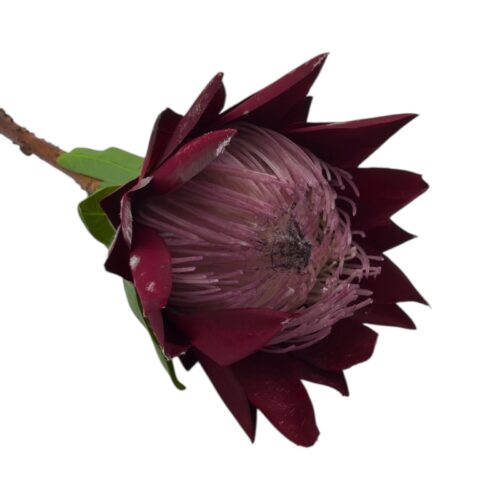 Alternative view of Floare Artificiala Protea Cynoroides 70 cm