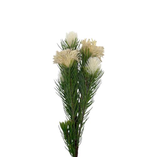 Floare Artificiala Serruria 70 cm